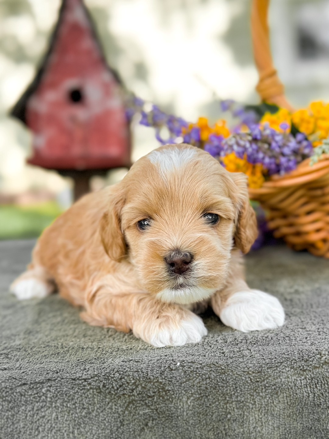 Puppies