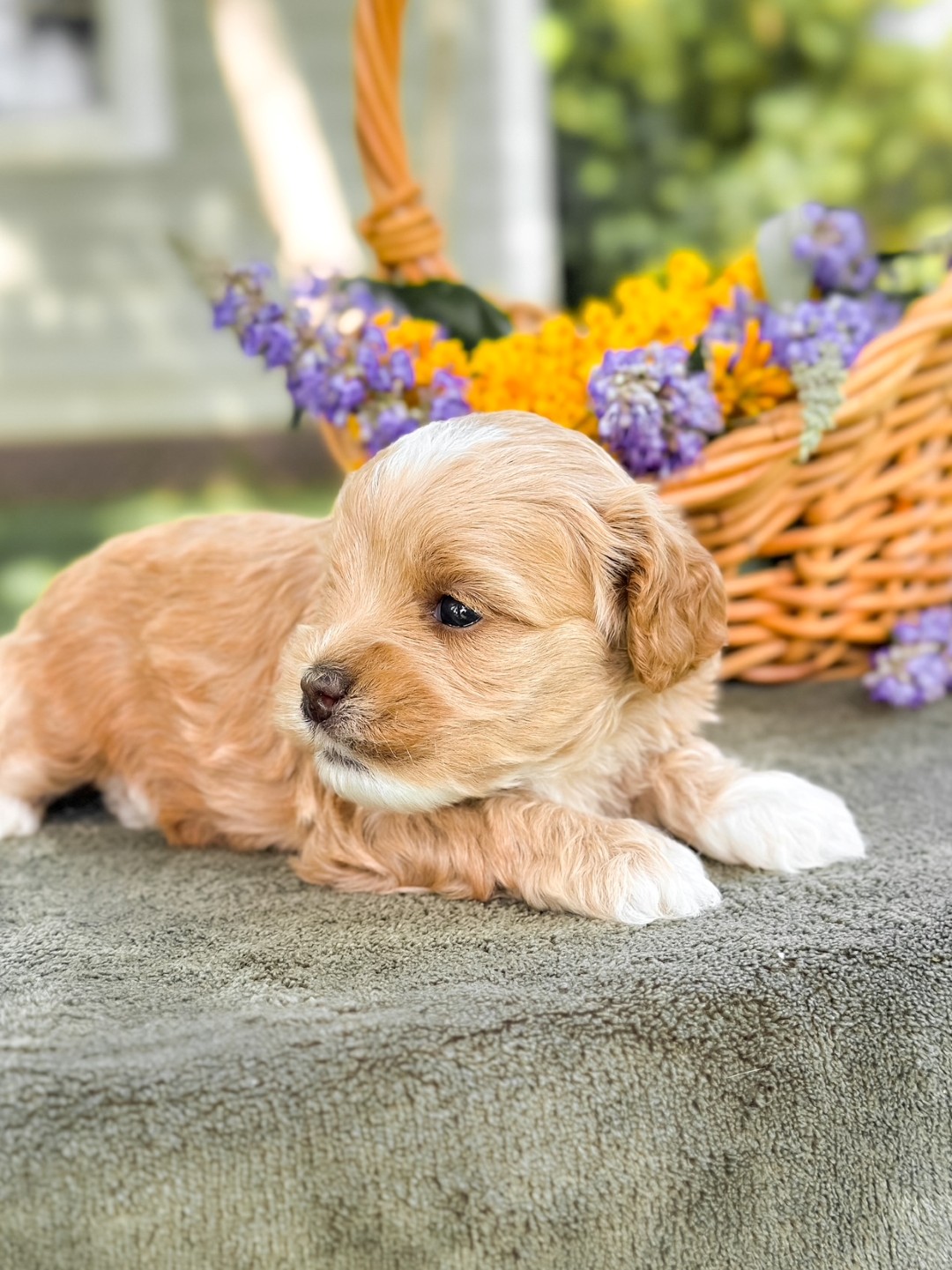 Puppies