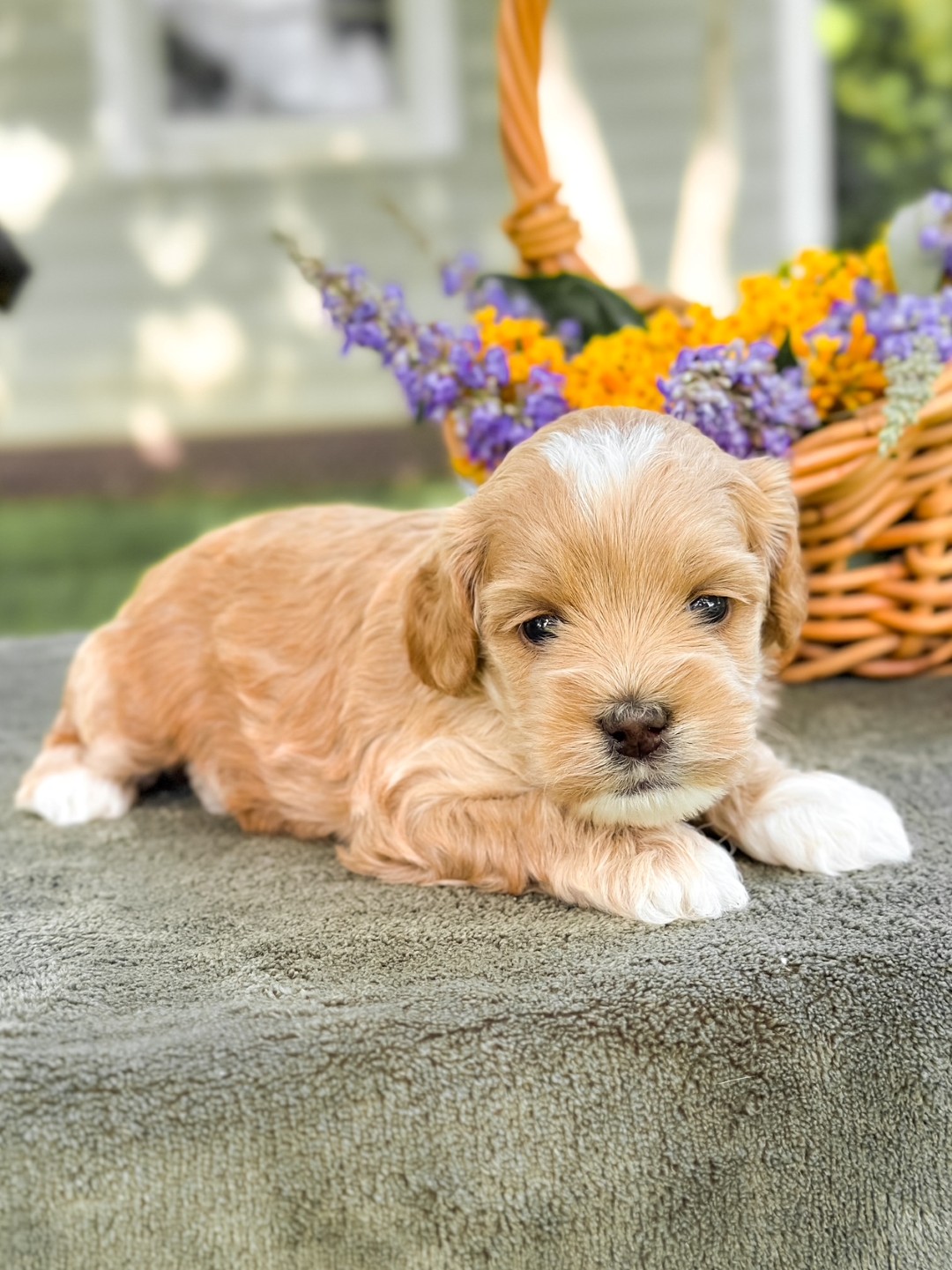 Puppies
