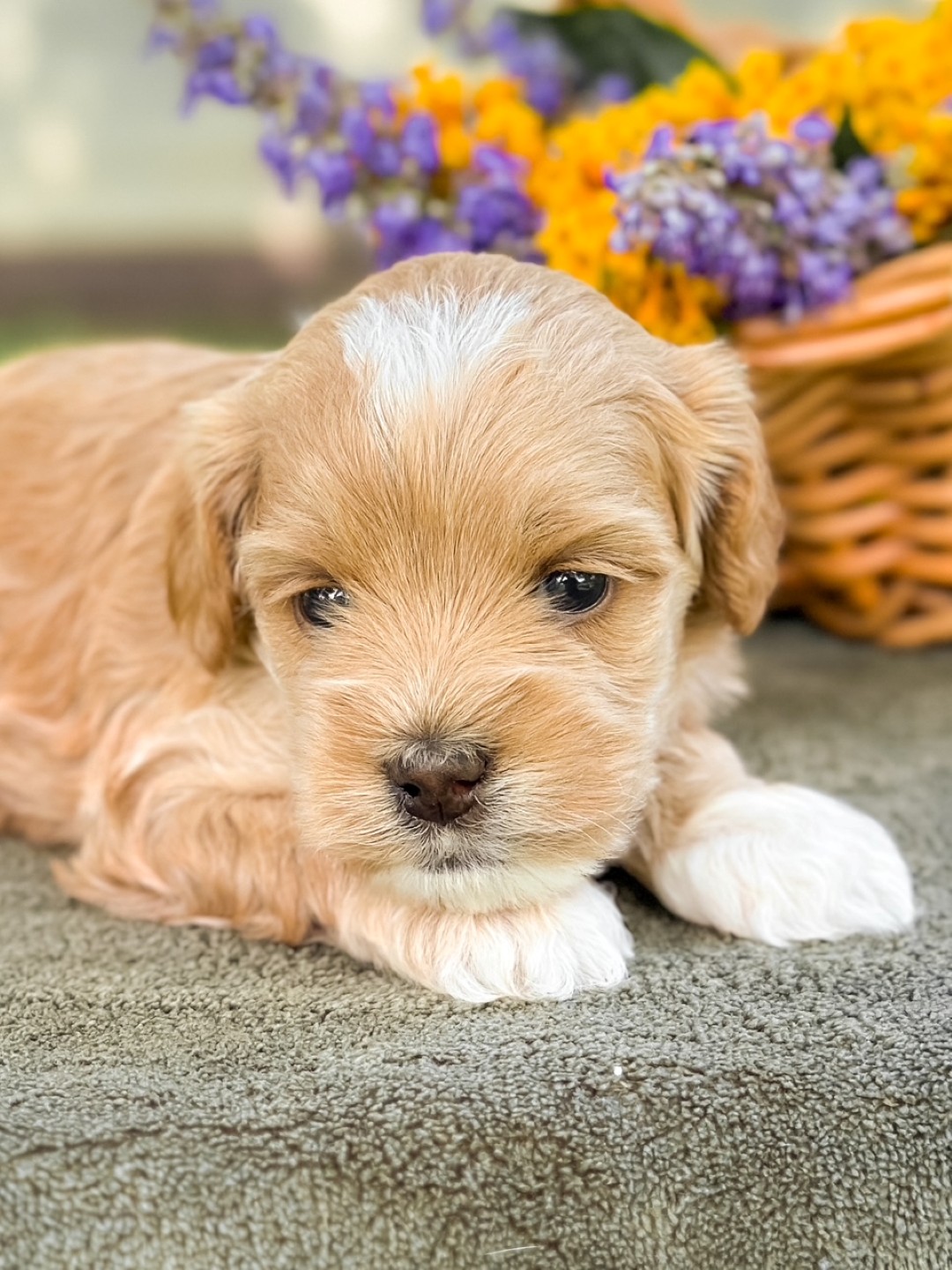 Puppies