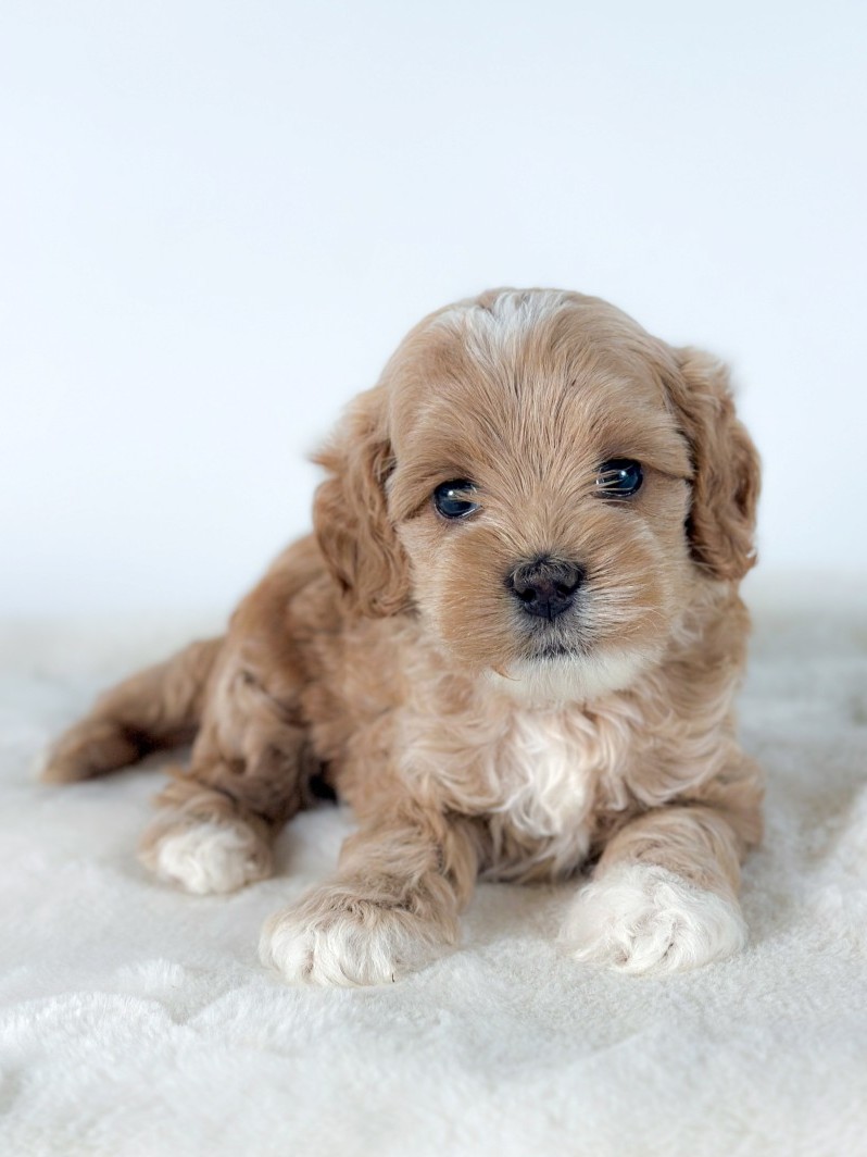 Puppies