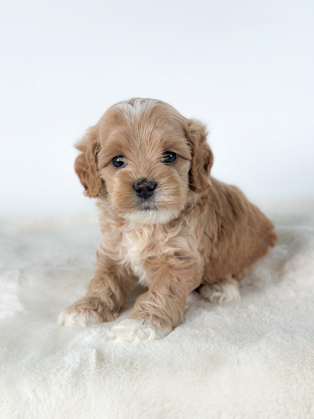 Puppies