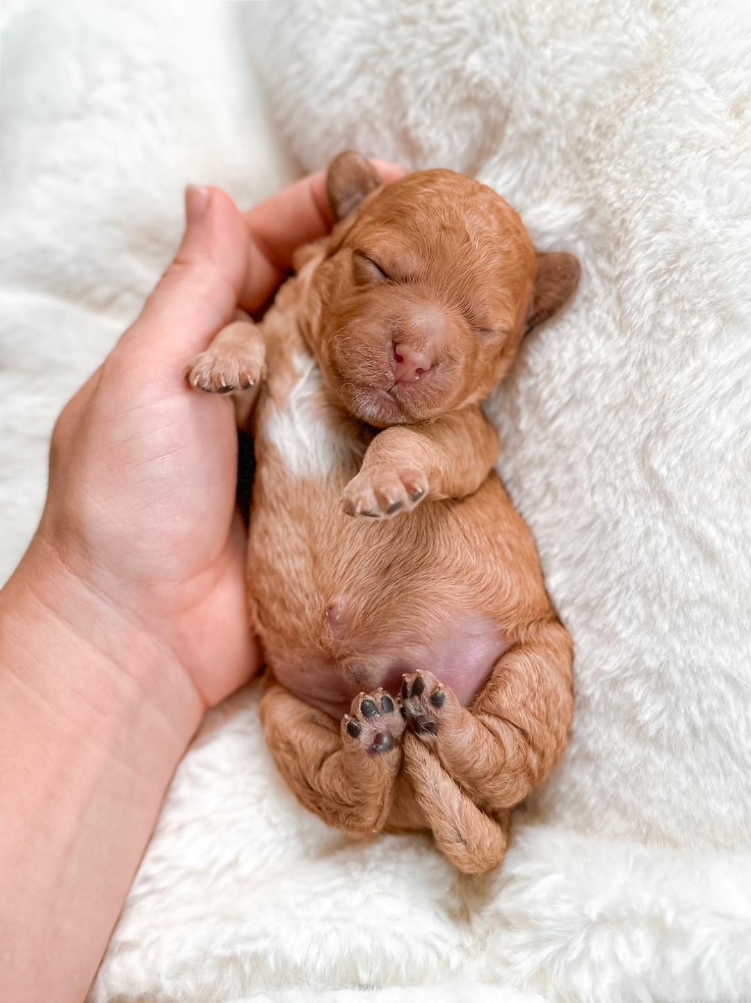 Muenster the Puppy
