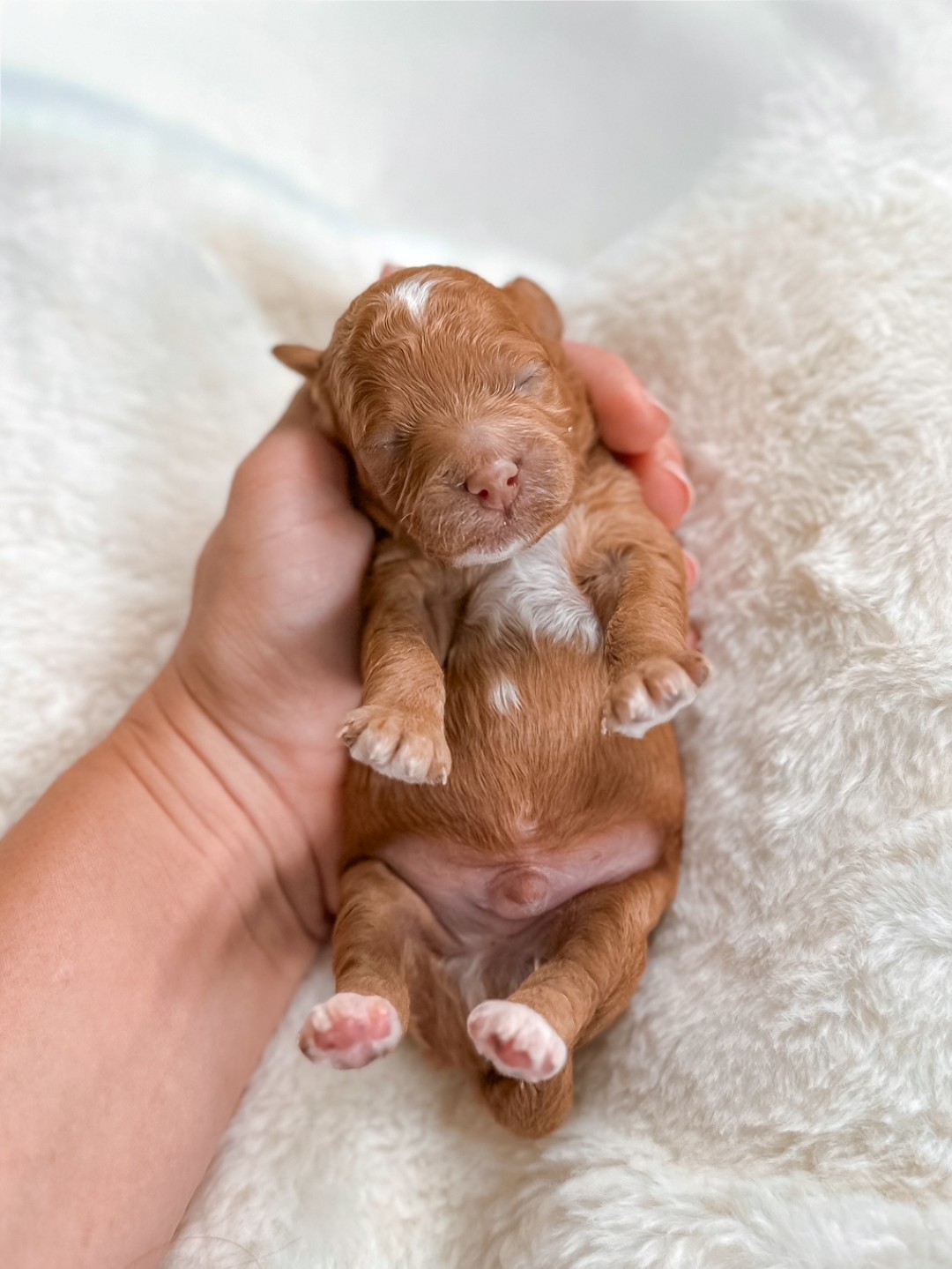 Pepper Jack the Puppy