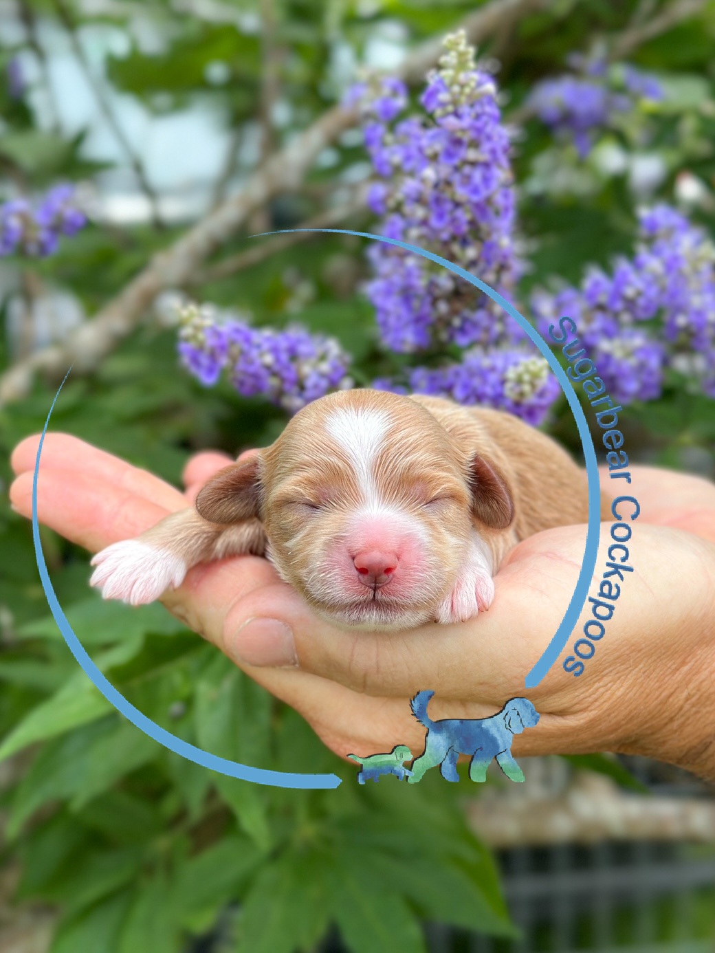 Puppies