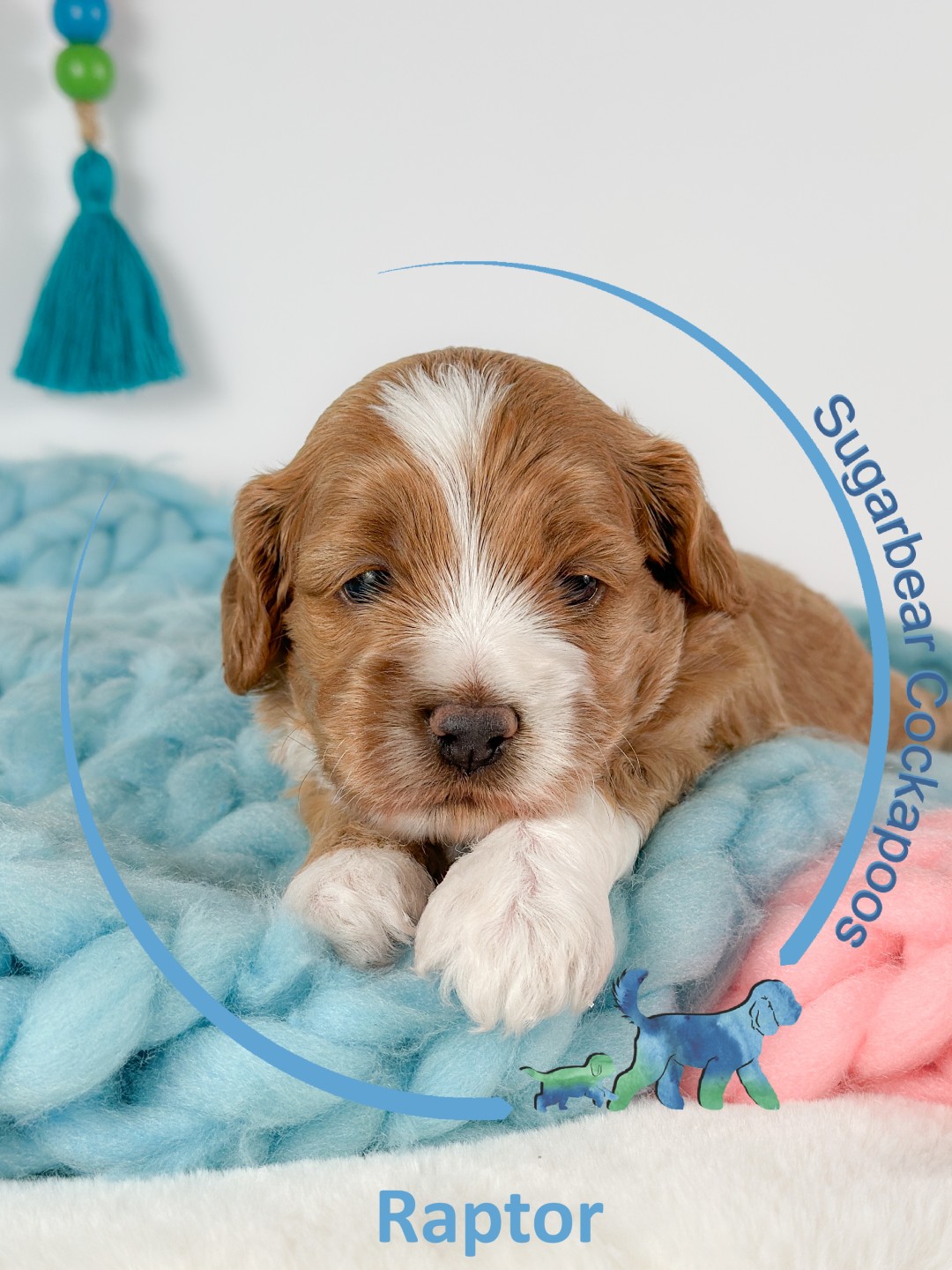 Puppies