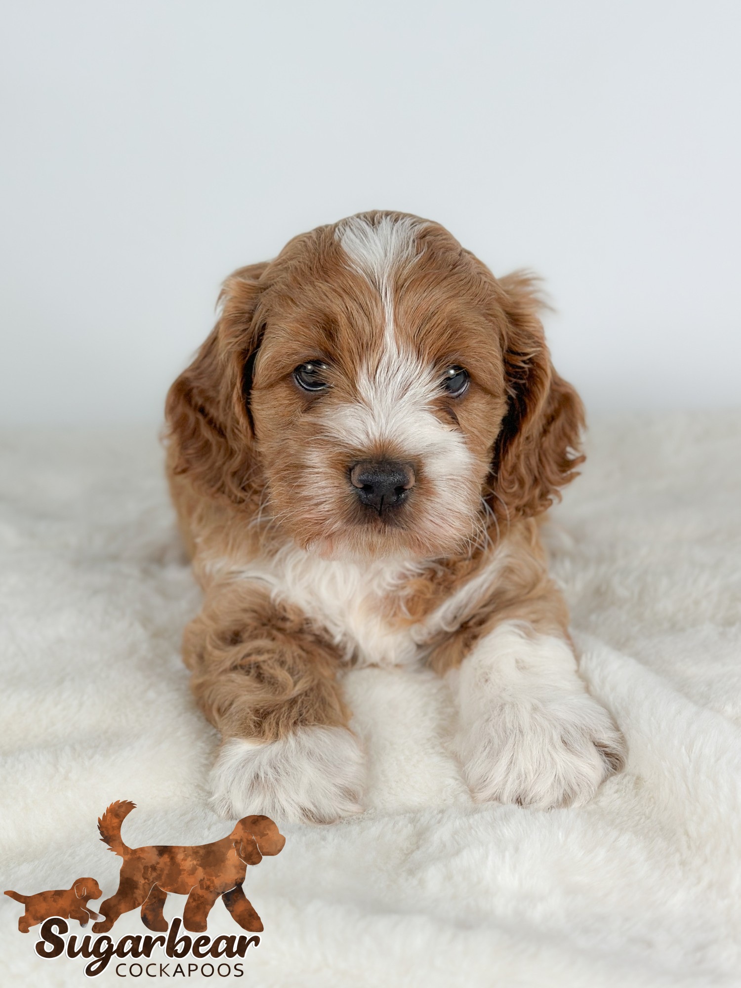 Max the Puppy