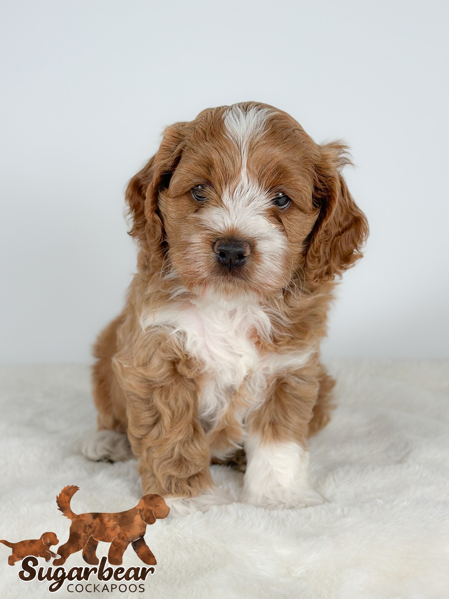 Puppies