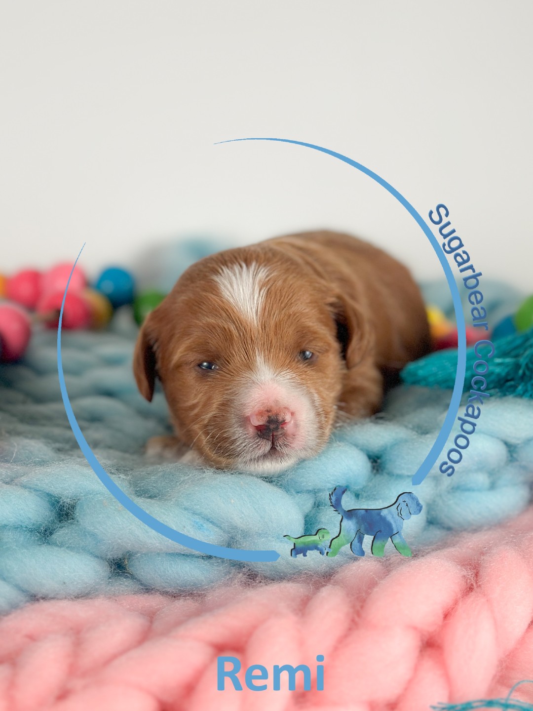 Puppies