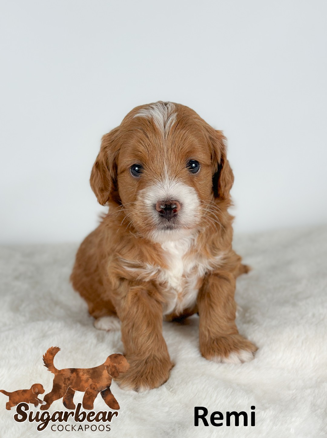 Daisy the Puppy
