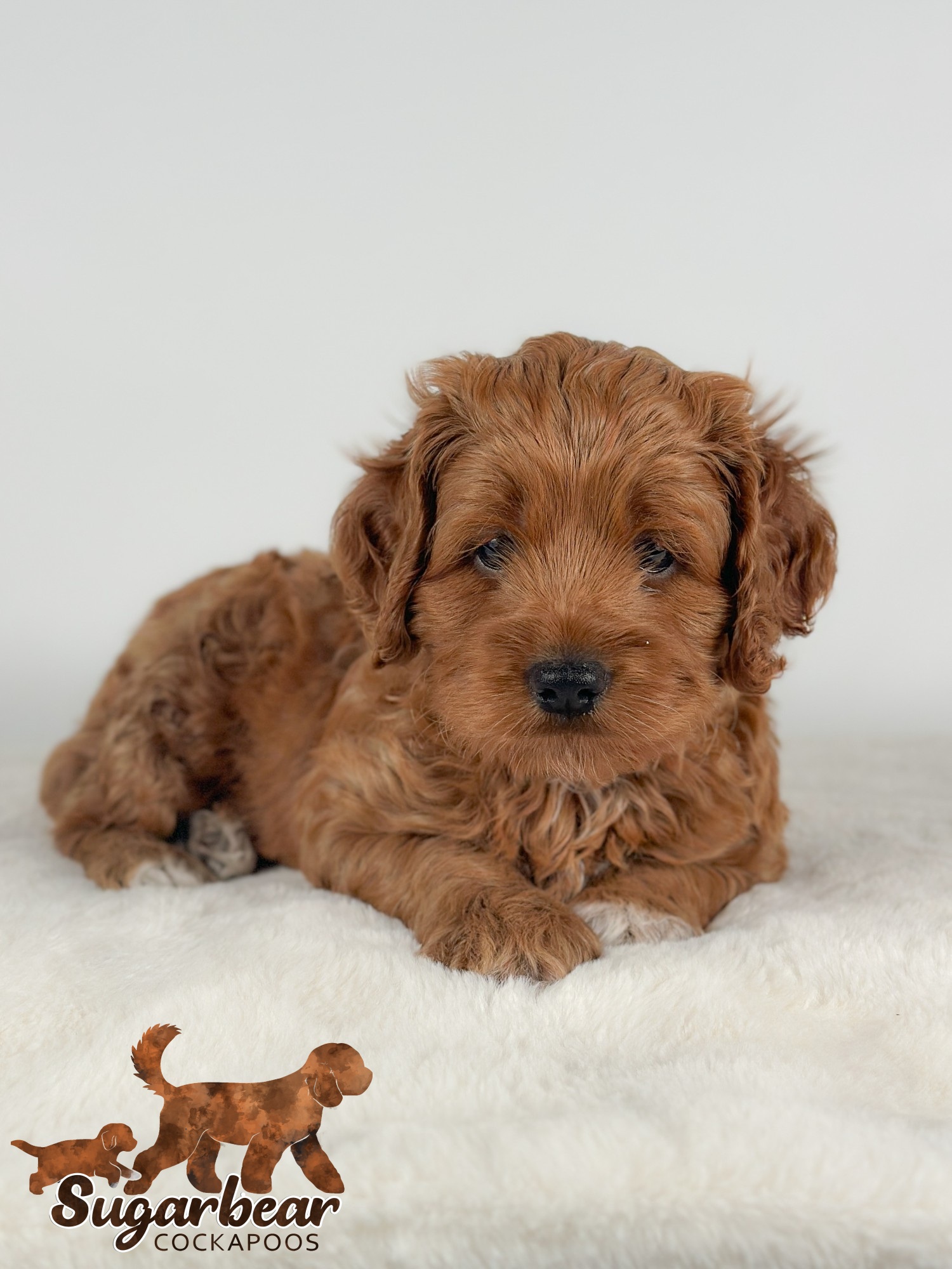 Puppies