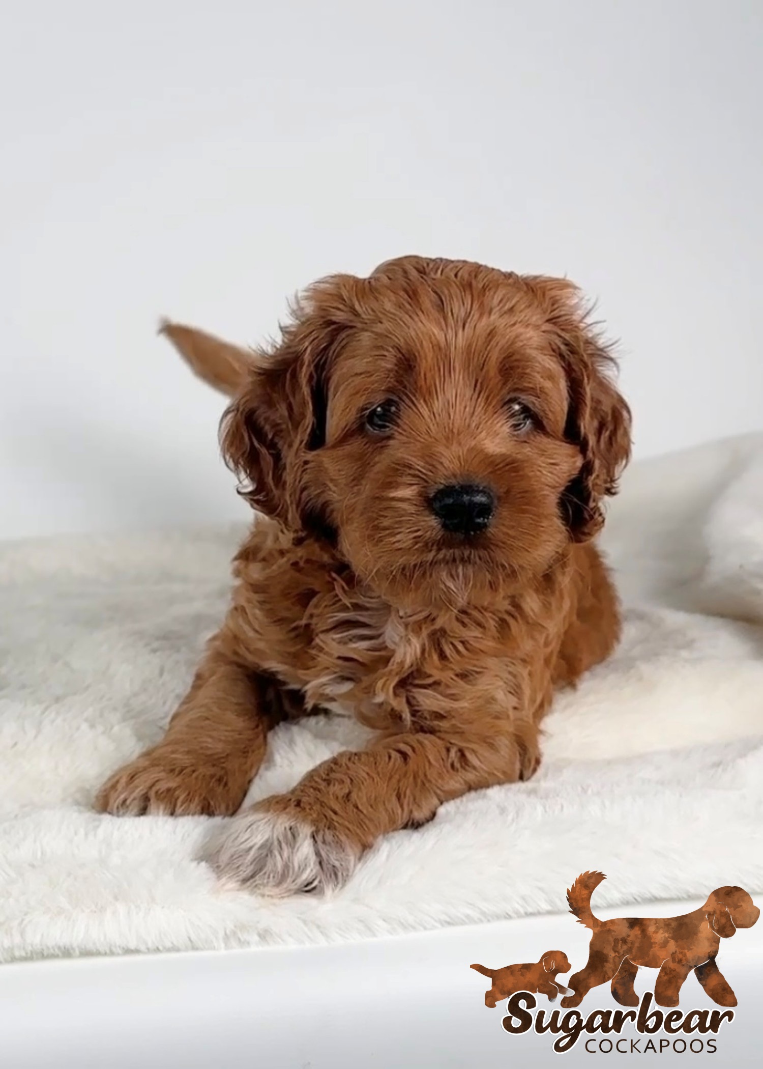 Rex the Puppy