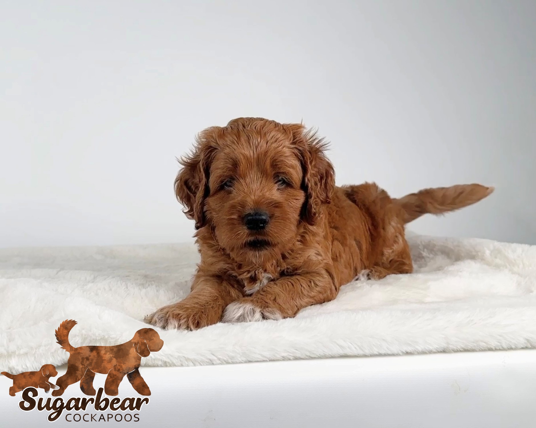 Puppies