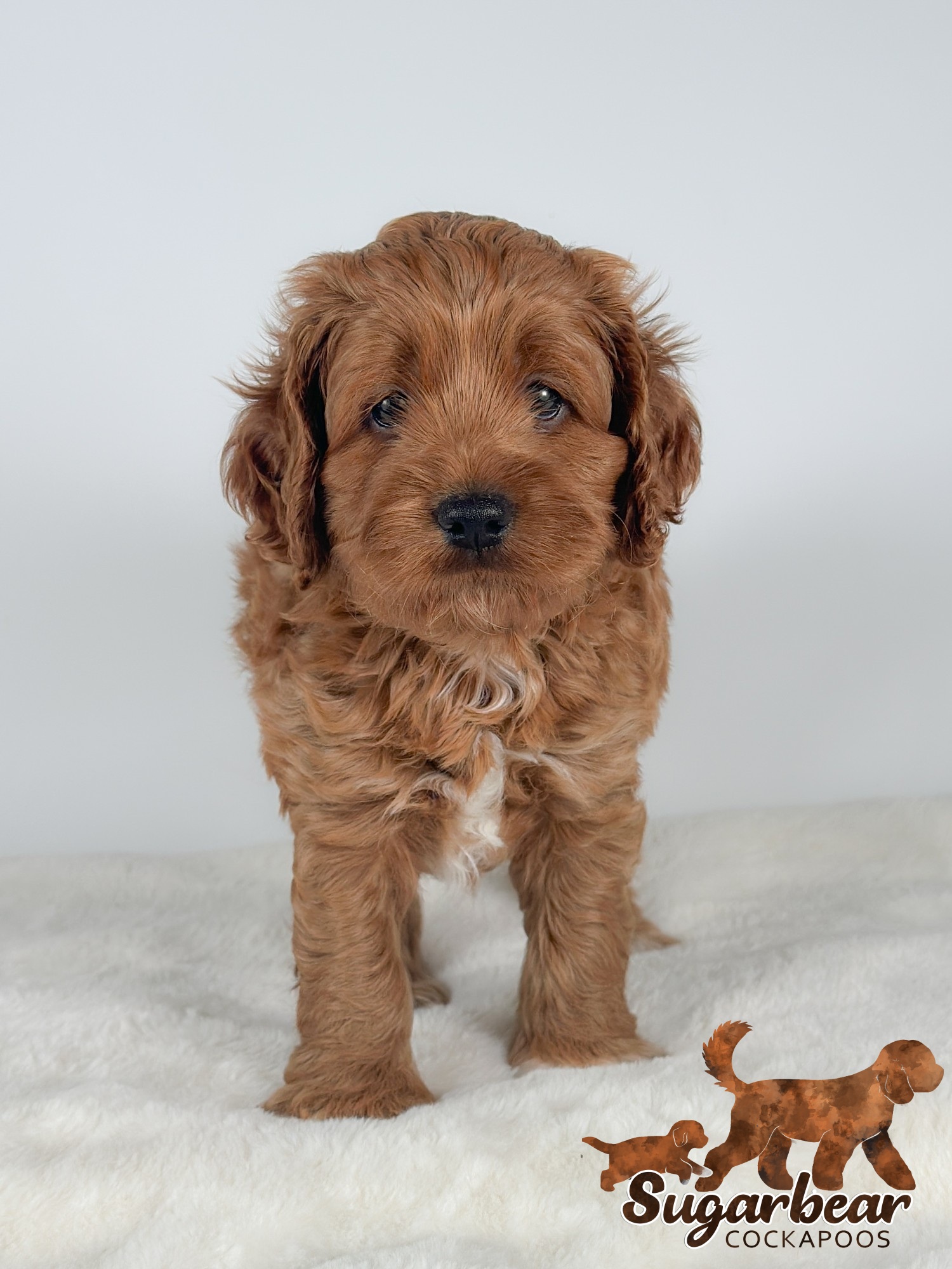 Puppies