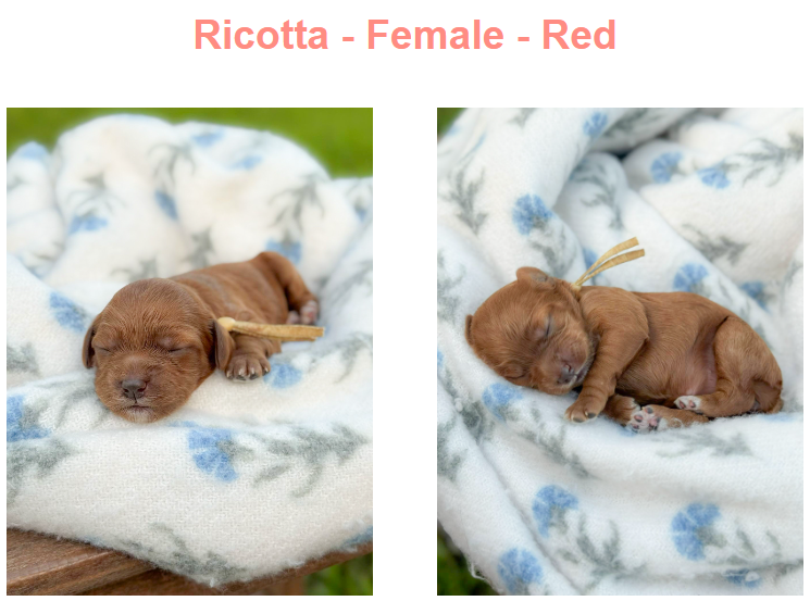 Puppies