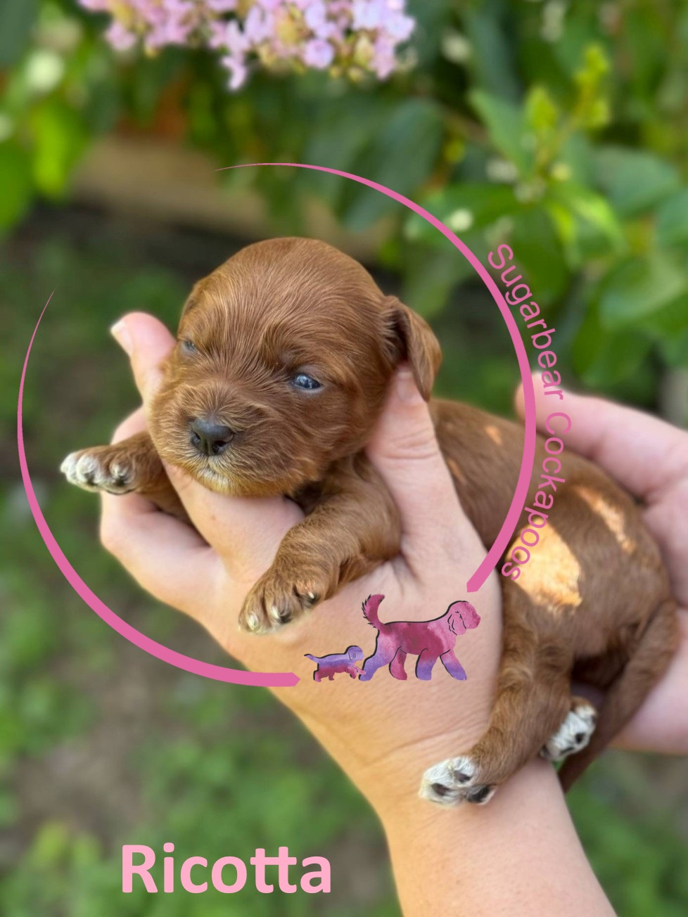 Max the Puppy