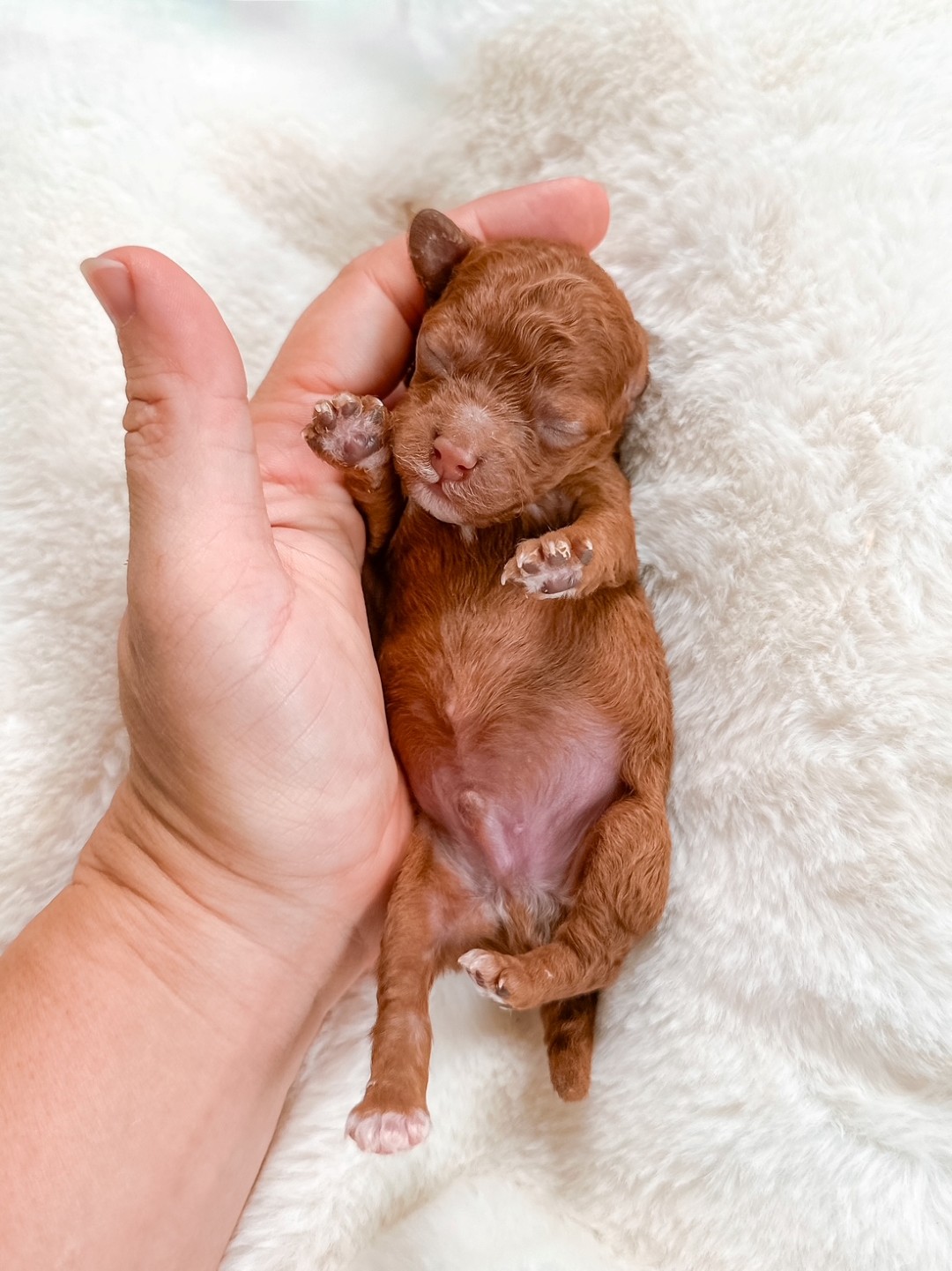Romano the Puppy