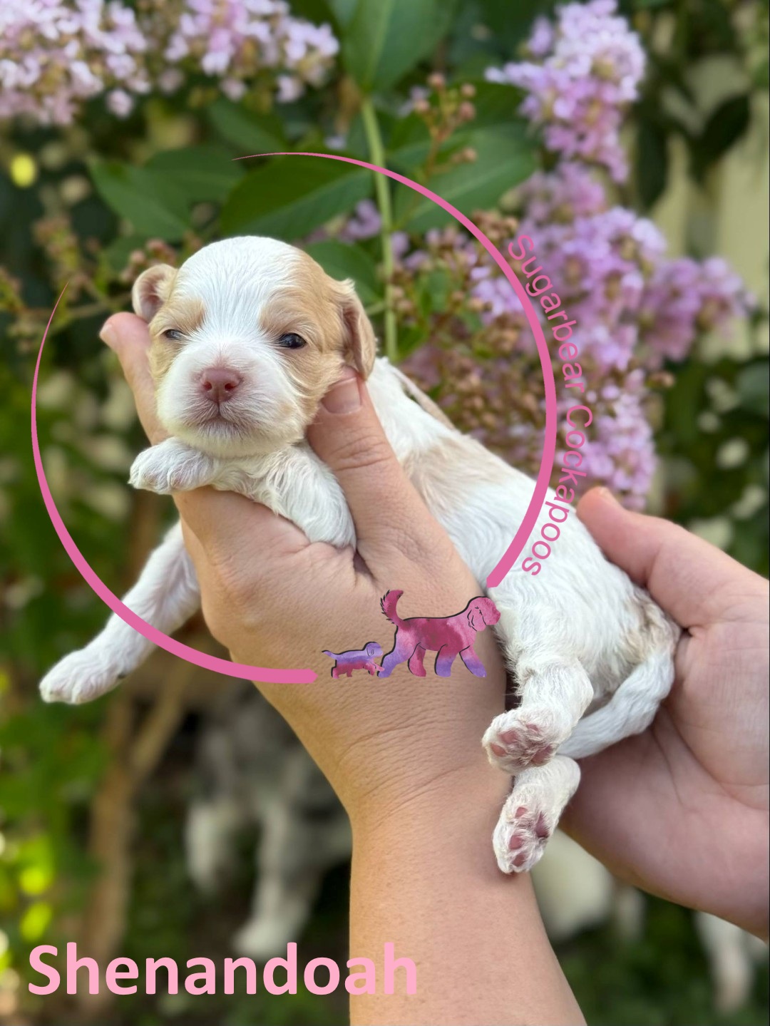 Max the Puppy