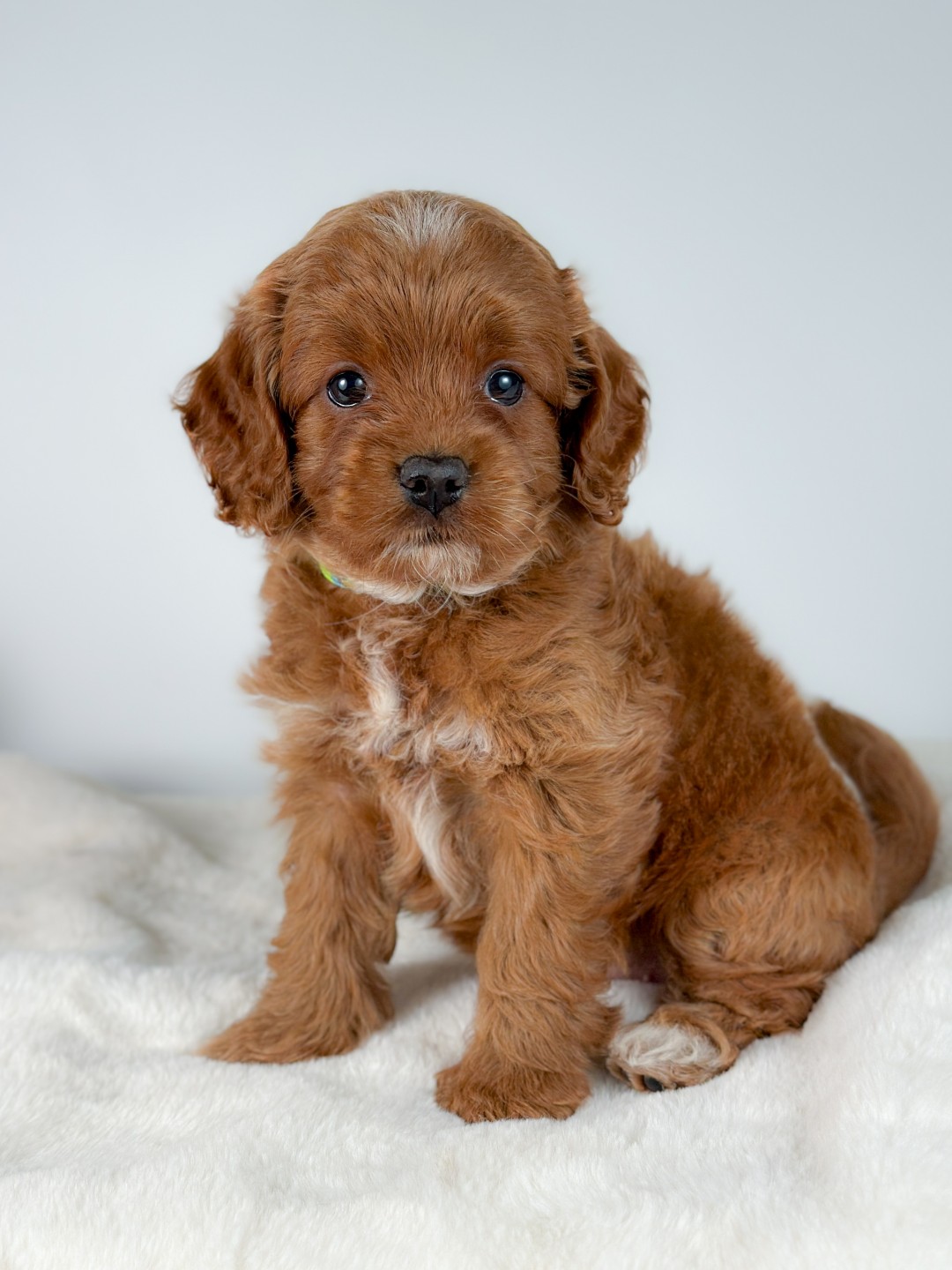 Storm the Puppy