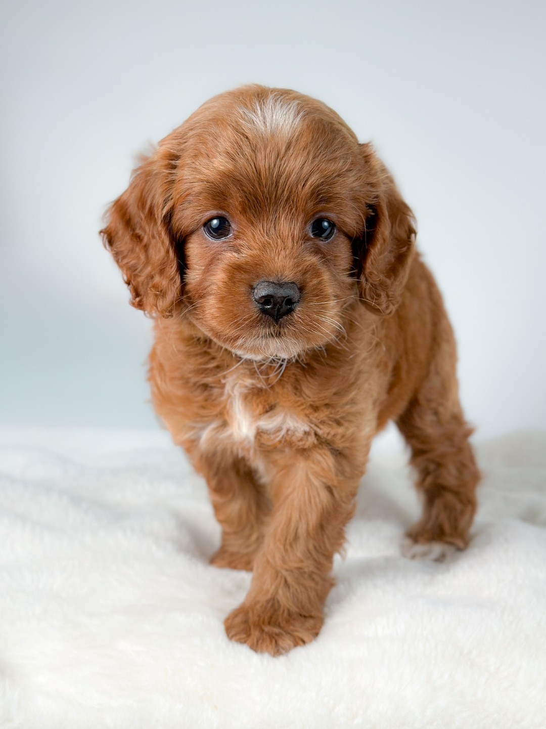 Puppies