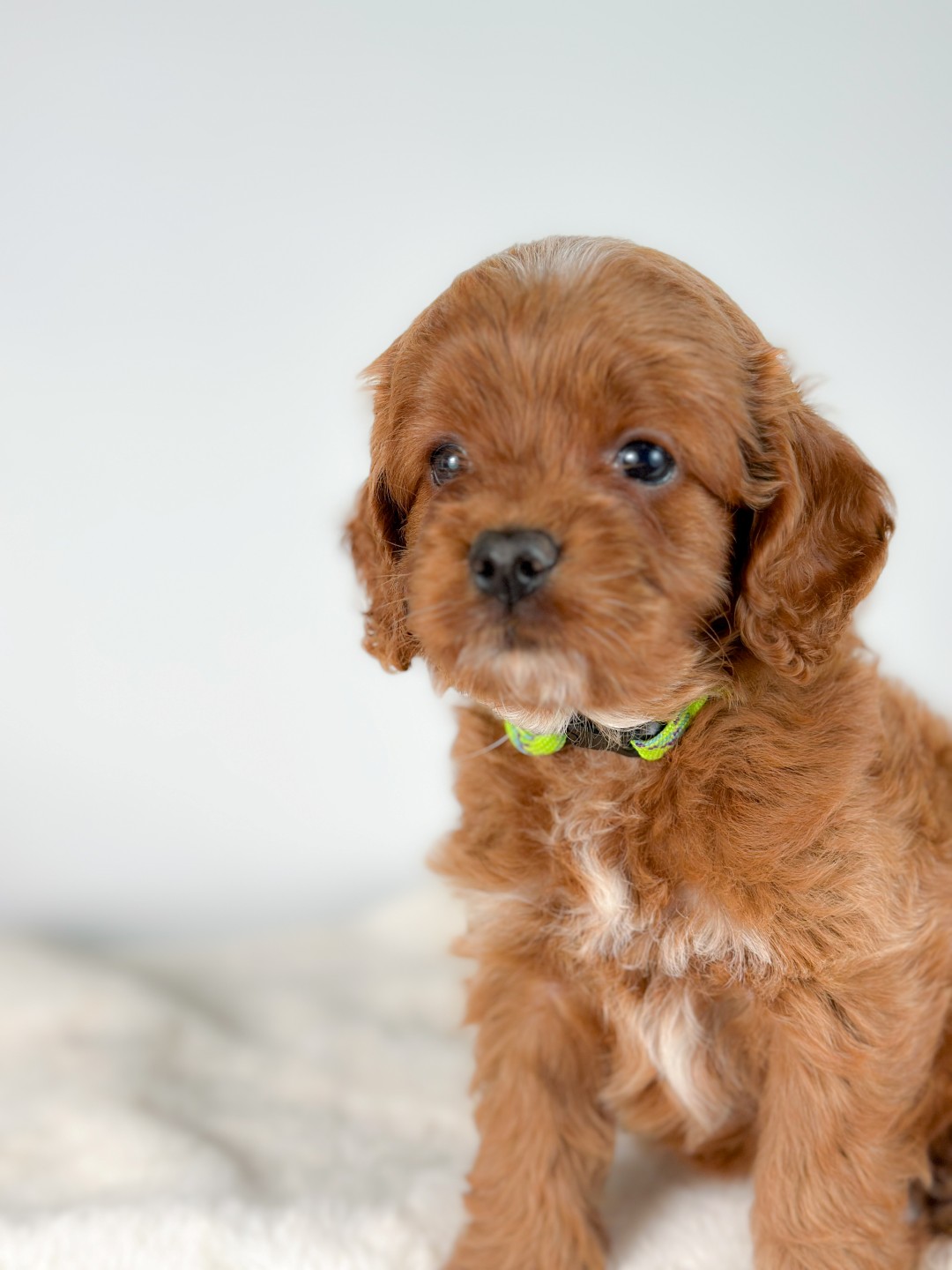 Puppies