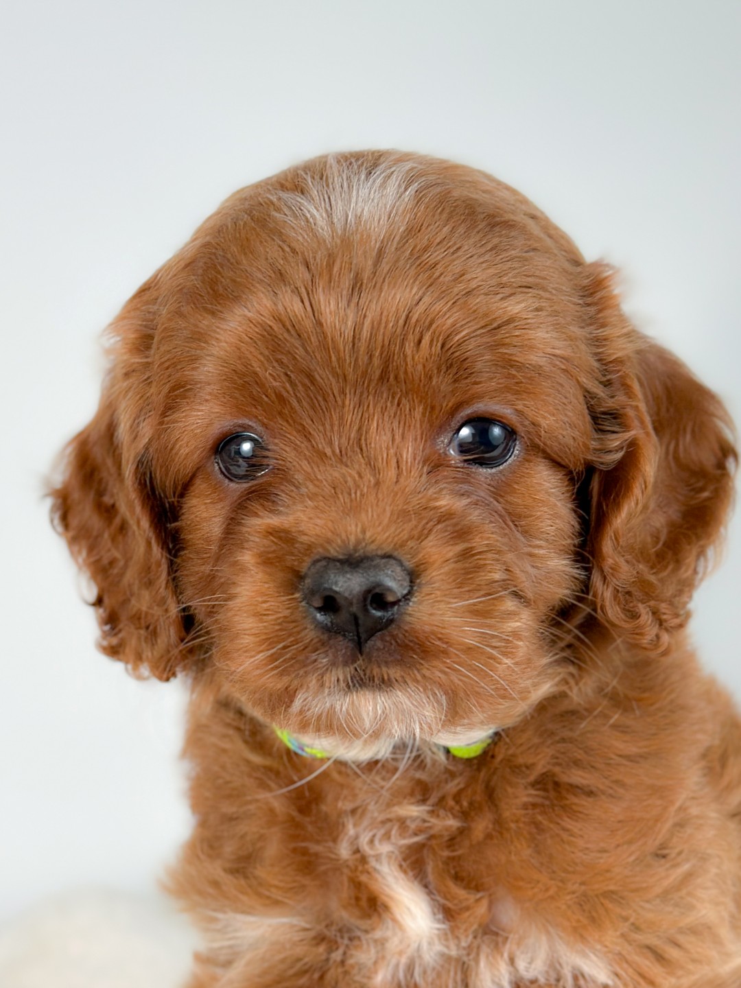 Puppies