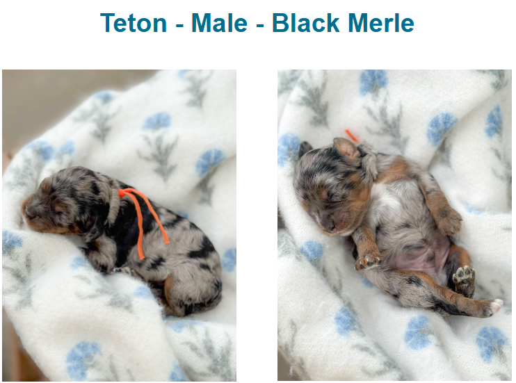 Puppies