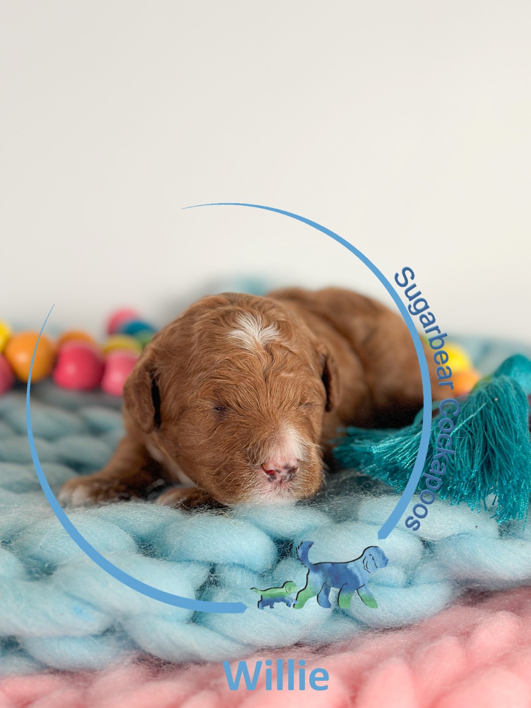 Puppies