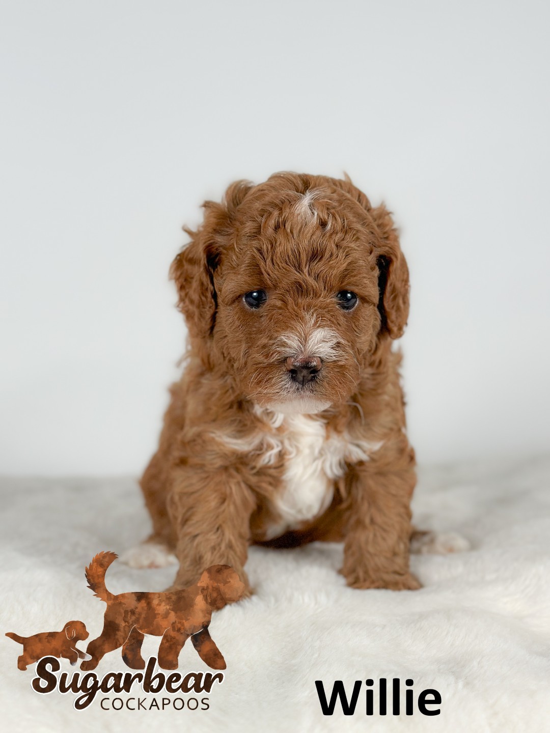 Max the Puppy