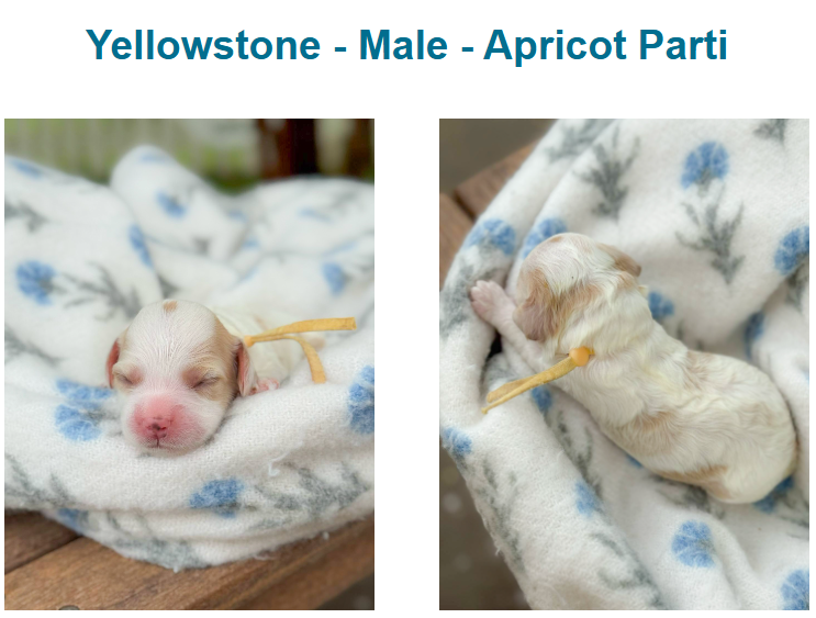 Puppies