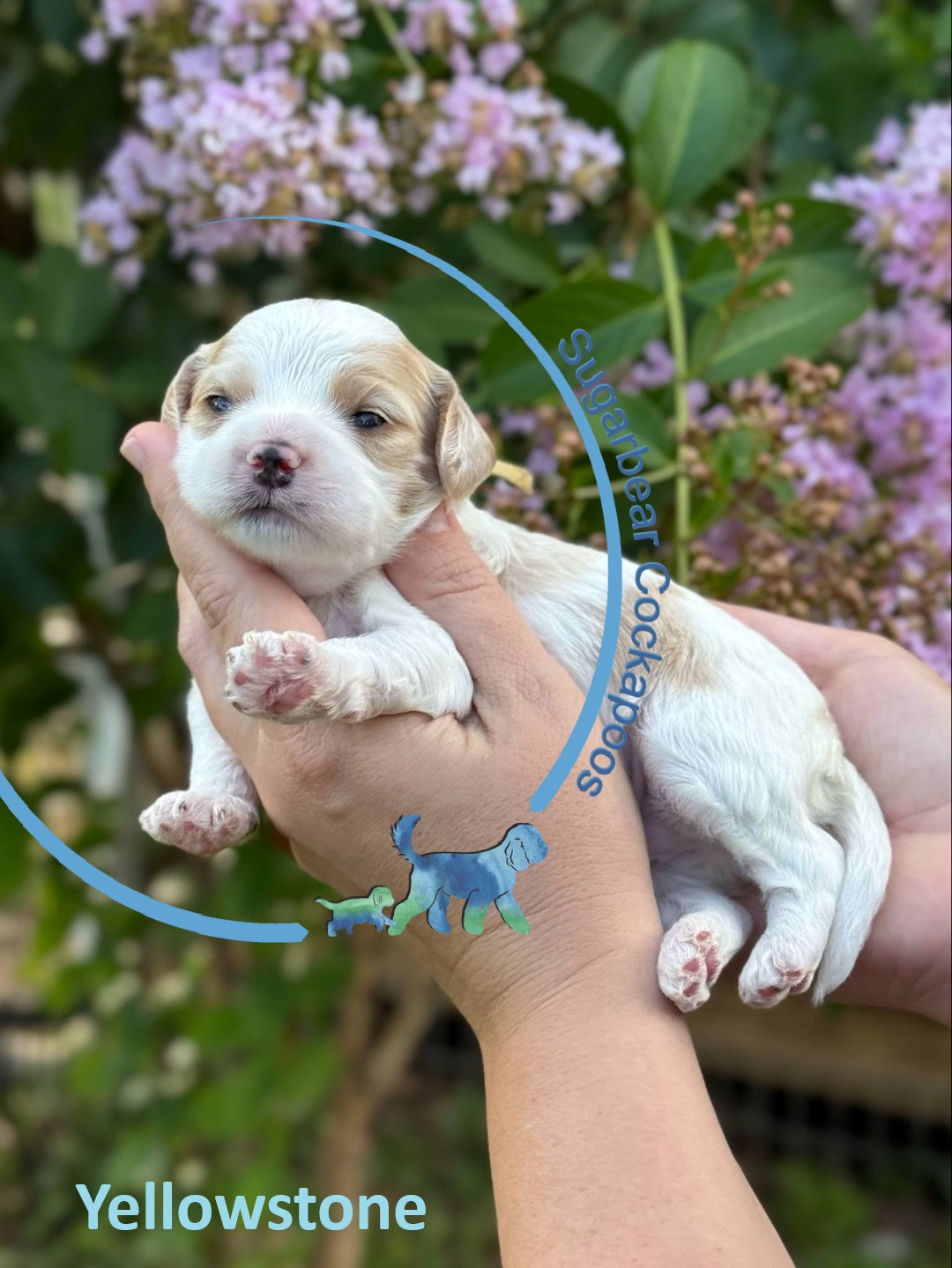 Rex the Puppy