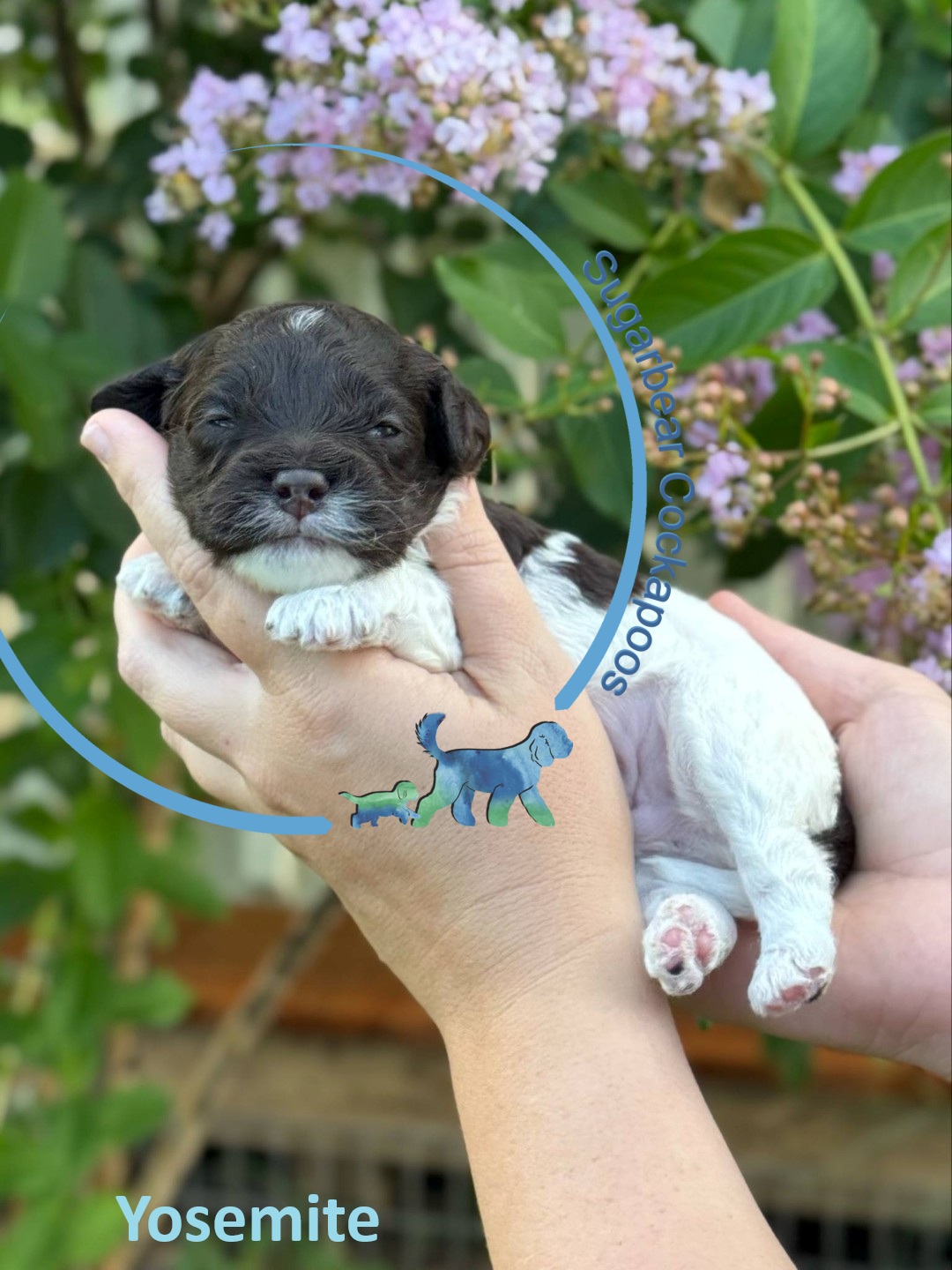 Max the Puppy
